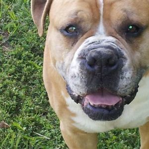 Meet your Posher, Amie